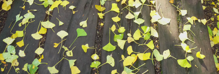 gingko